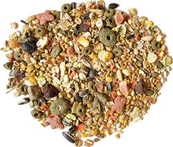 SunSations Tiel Conure 4lb