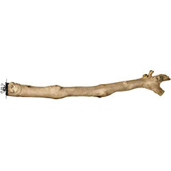 PREVUE Coffea Wood Branch 18"